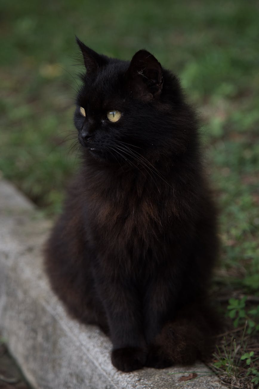 a black cat sitting on concrete